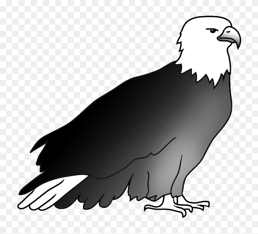 850x765 Dibujos De Águila Calva - Águila Americana Png