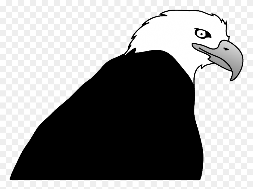 800x582 Bald Eagle Drawings - Eagle Head PNG
