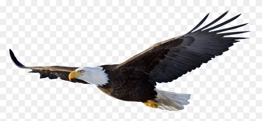 1772x743 Bald Eagle Flying Png Image - Sparrow Clipart