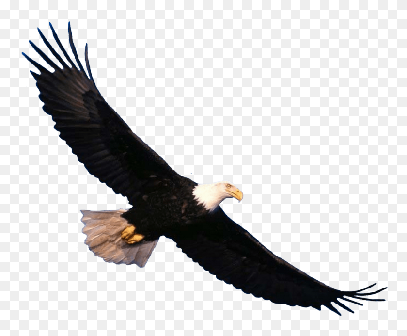 1024x832 Bald Eagle Flying Png Image - Bald Head PNG