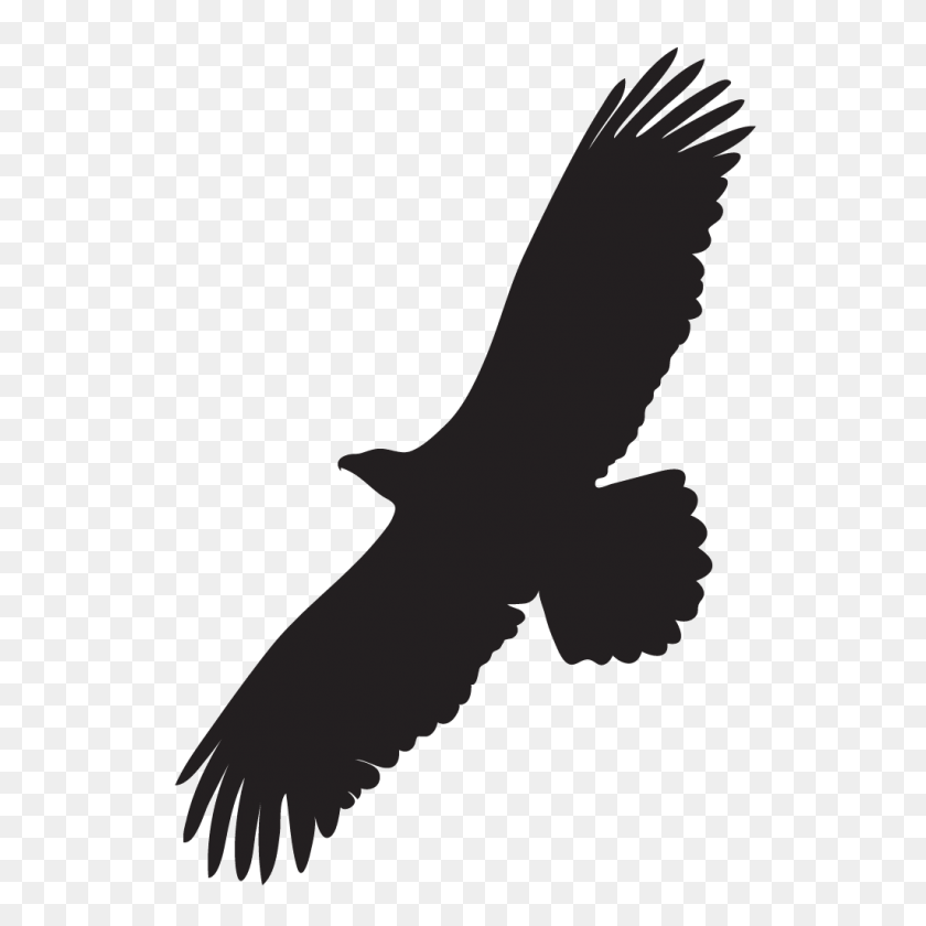 1024x1024 Descripción General Del Águila Calva, Todo Sobre Las Aves, Laboratorio De Ornitología De Cornell - Silueta De Águila Png