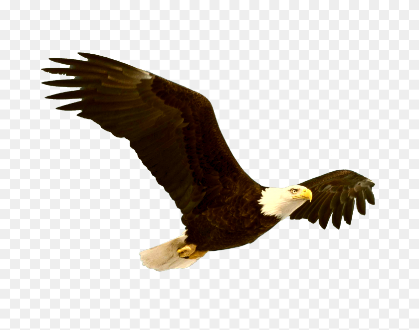 2164x1673 Bald Eagle Png - Eagle PNG