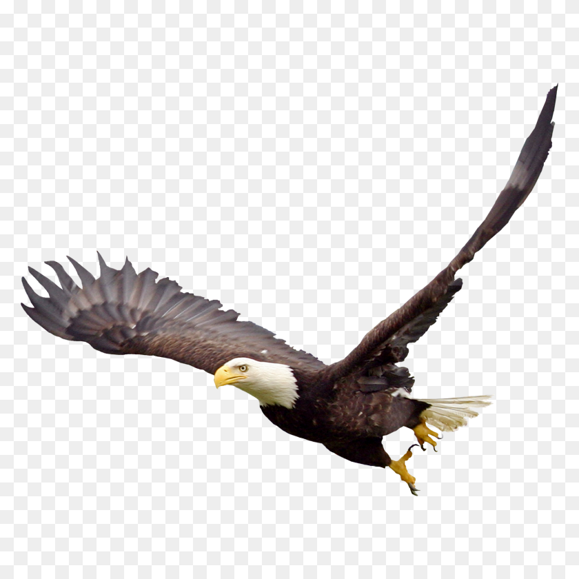 1600x1600 Bald Eagle Png Clipart - Eagle Feather Clip Art