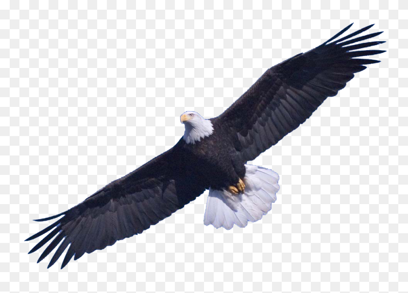 979x682 Bald Eagle Png Transparent Images - Sky Background PNG