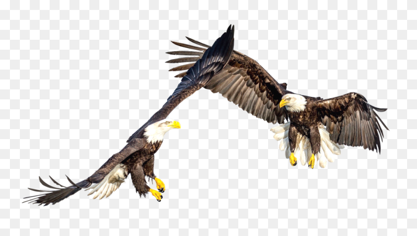 1024x546 Bald Eagles Png - Bald Eagle PNG