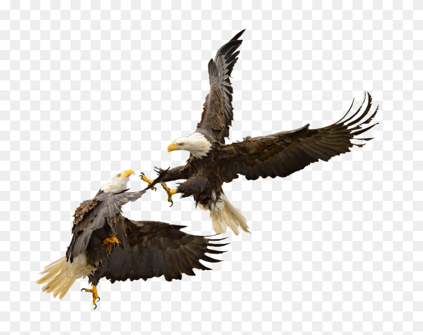 866x674 Bale Eagles Png - Bald Eagle PNG