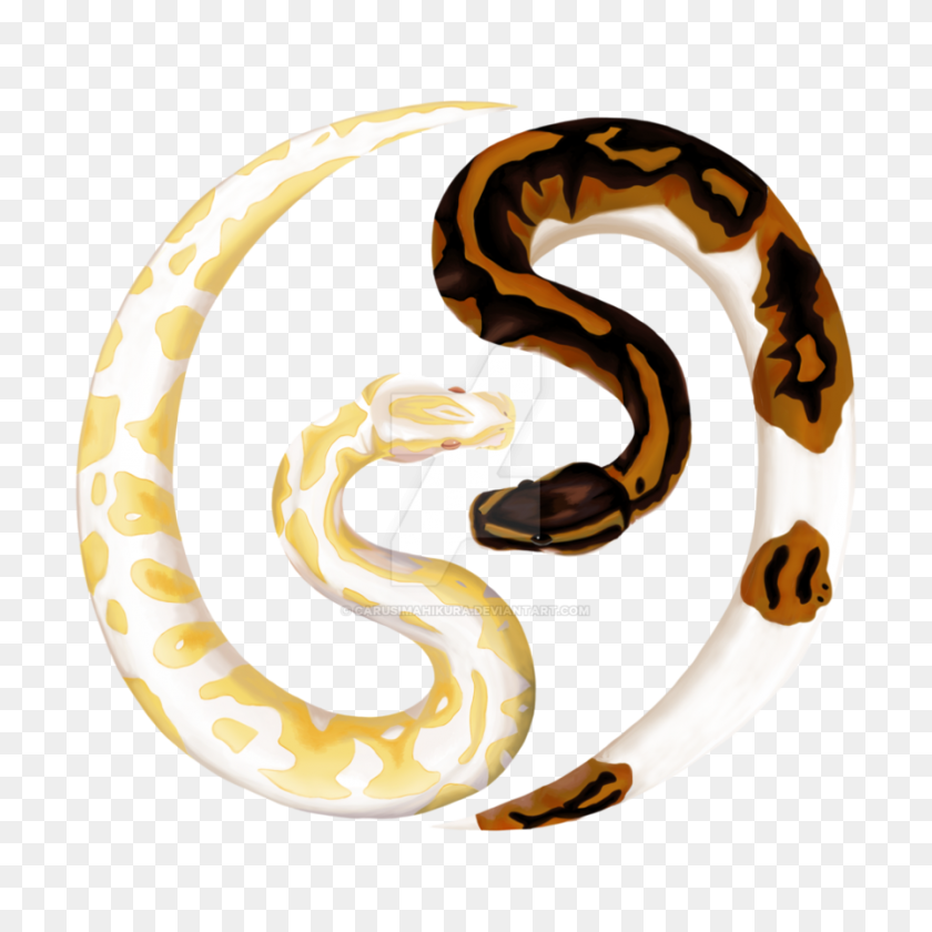 894x894 Ball Python Clipart Clip Art Images - Boa Constrictor Clipart