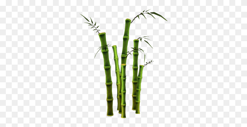 300x372 Bamboo - Bamboo PNG