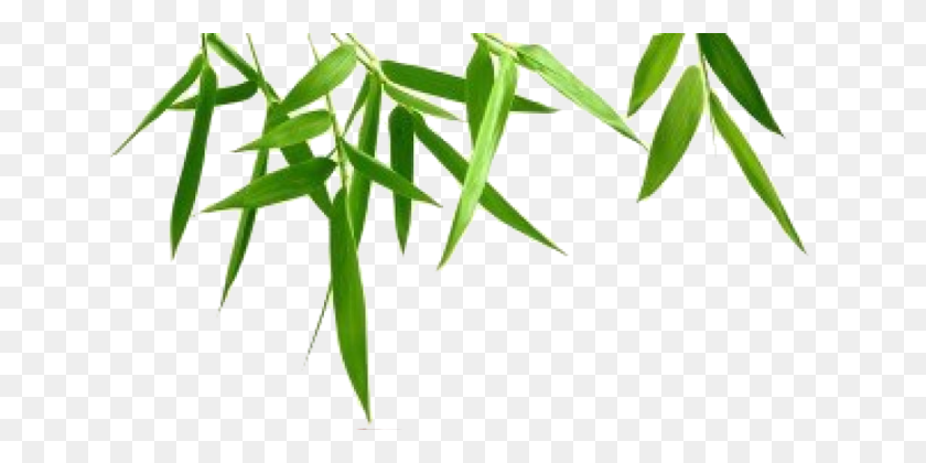 648x360 Bamboo Hd Leaf Natur - Bamboo PNG
