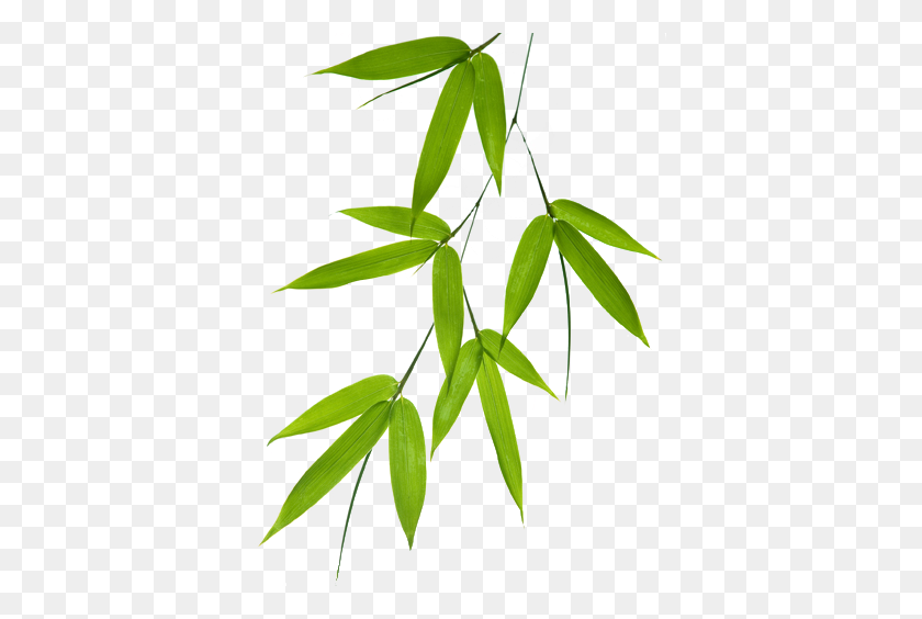 375x504 Bamboo Leaf Png - Tree Leaves PNG