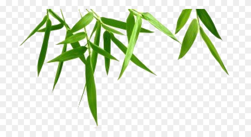 720x400 Bamboo Leaf Transparent Background - Bamboo Frame PNG