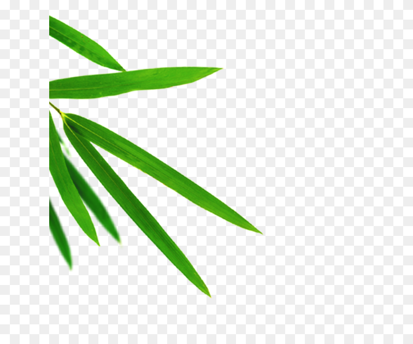 640x640 Зеленые Листья Бамбука Png Изображения