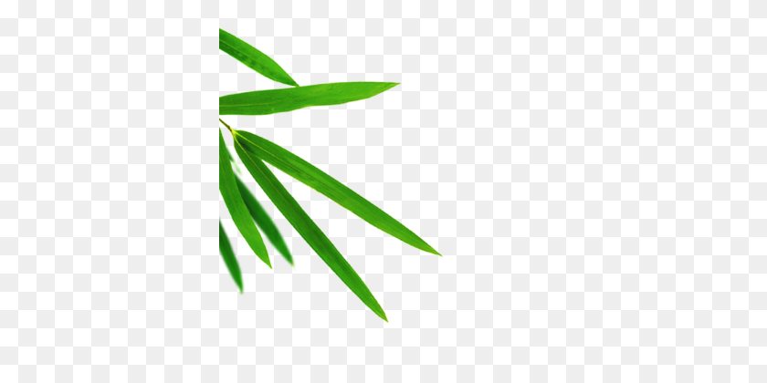 360x360 Зеленые Листья Бамбука Png Изображения Клипарт