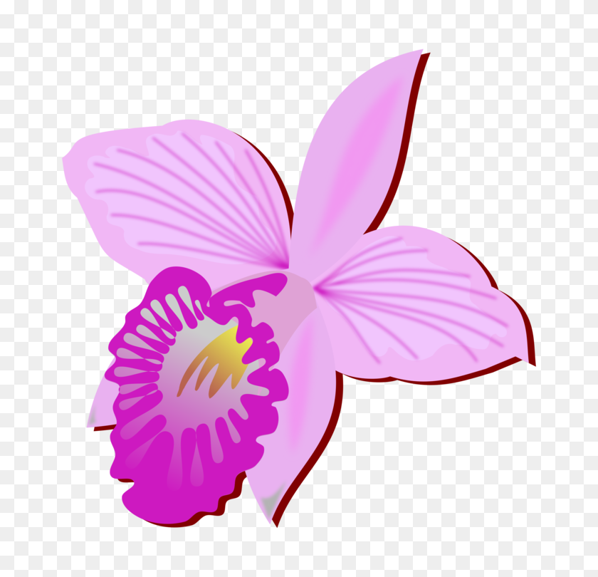 750x750 Bamboo Orchid Cut Flowers Drawing Orchids - PNG Orchids