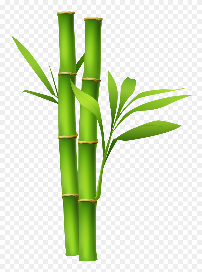 3849x5302 Bamboo Png - Bamboo Border Clipart