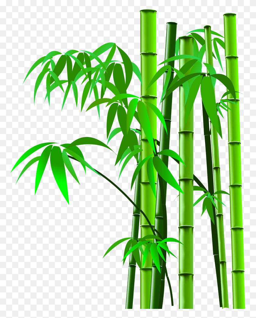 771x984 Bamboo Png Images Free Download - Sugarcane Clipart