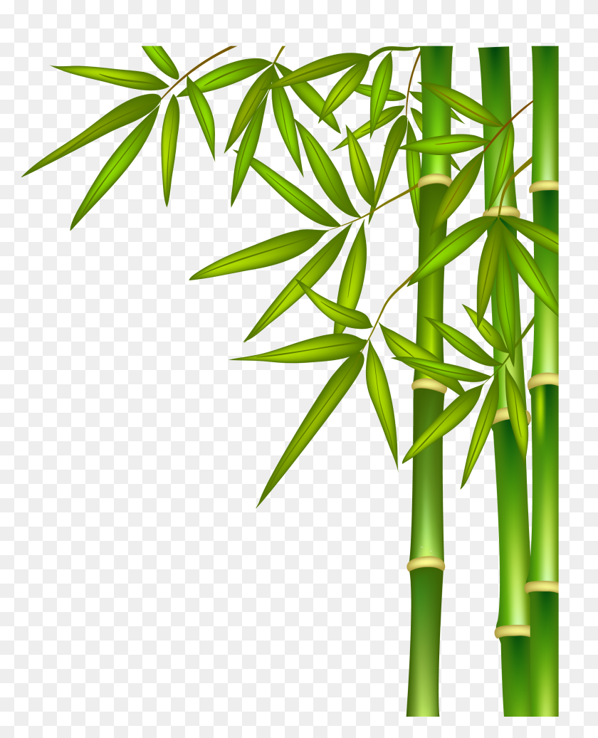 2053x2572 Bamboo Png Images Free Download - Bamboo Border Clipart