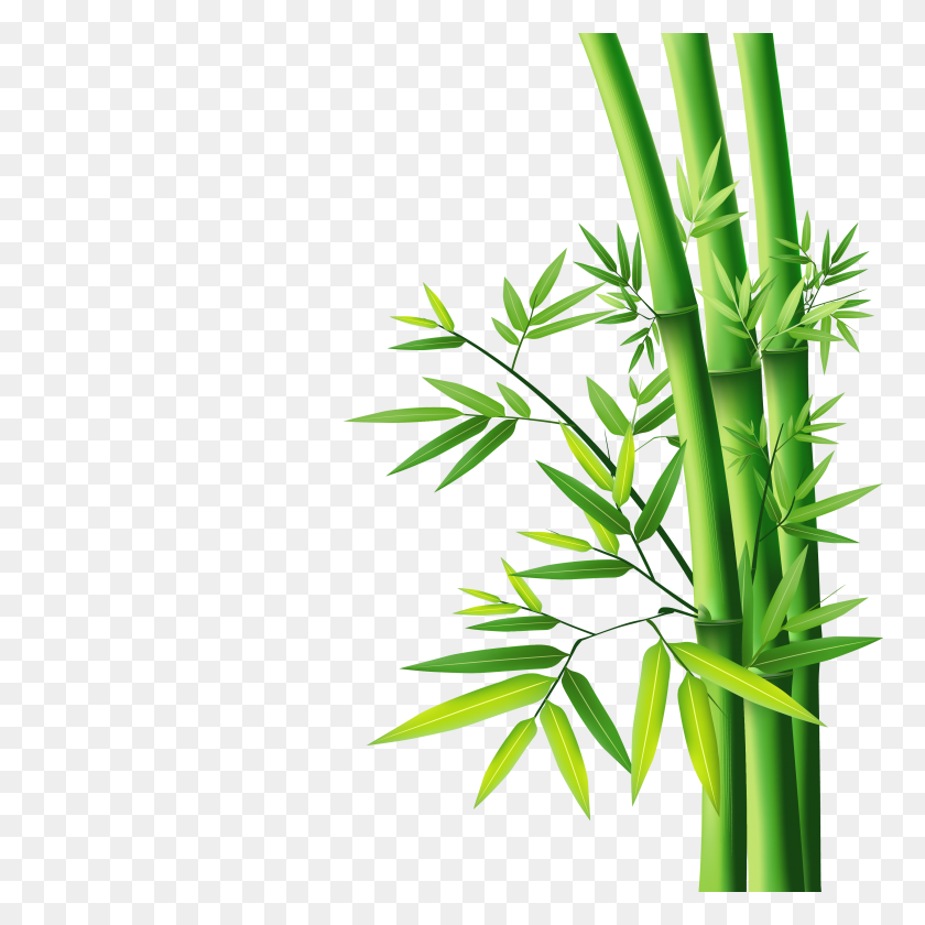 3307x3307 Imágenes De Bambú Png Descargar Gratis - Marco De Bambú Png
