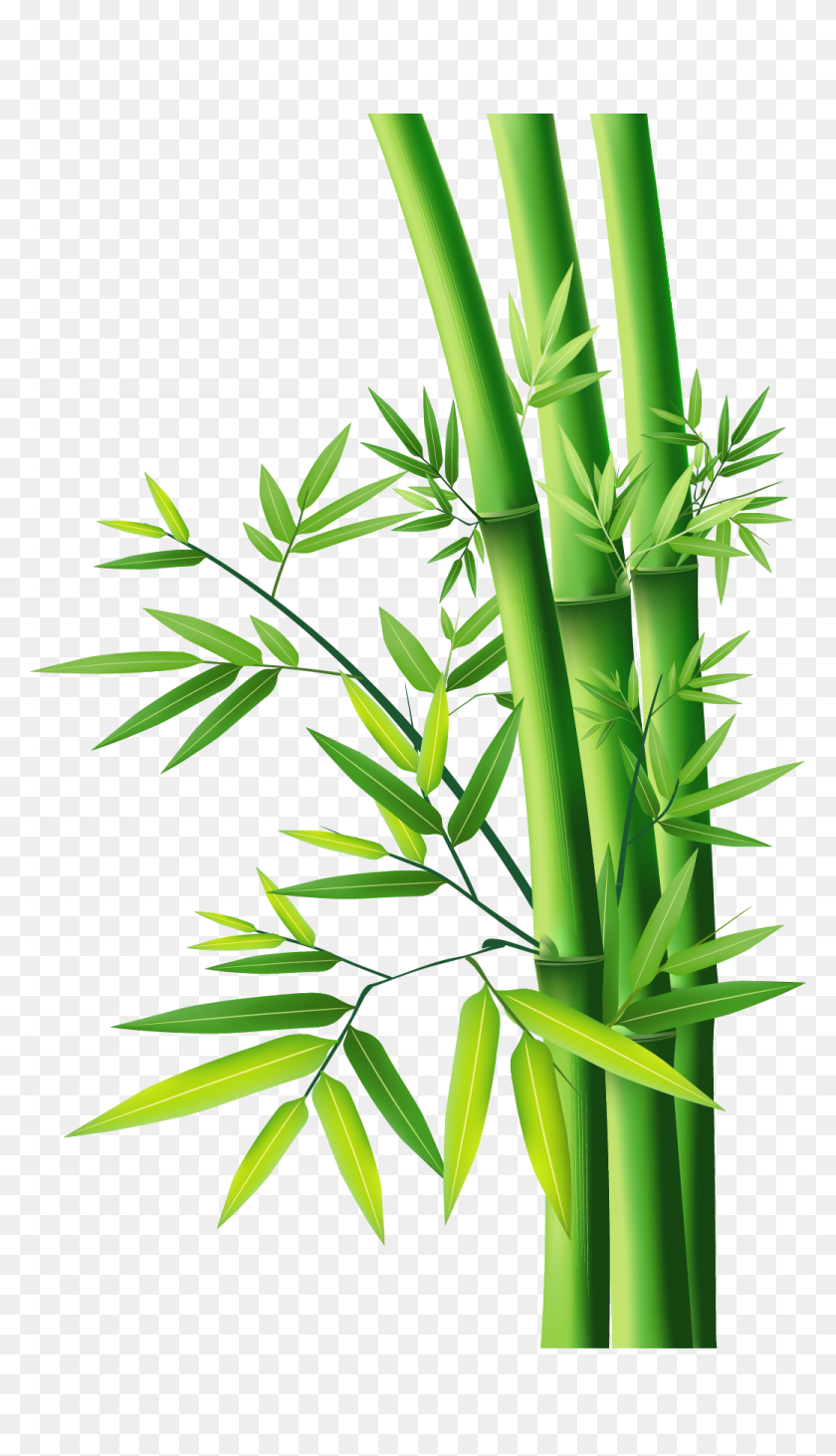 1040x1870 Bamboo Png Images Free Download - Bamboo PNG