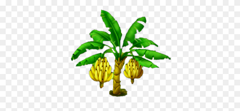439x330 Banana Tree Hay Day Wiki, Strategy Guides,tips And Tricks - Banana Leaf PNG