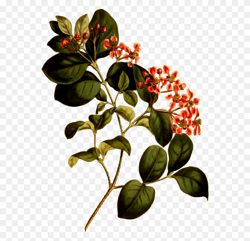 562x750 Barbados Cherry Wild Crapemyrtle Plants Antilles - Smooth Clipart