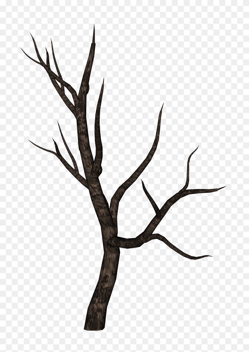 761x1126 Bare Tree Branch Png Png Image - Tree Branch PNG