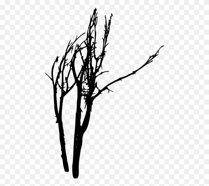 480x687 Bare Tree Silhouette Png - Bare Tree PNG