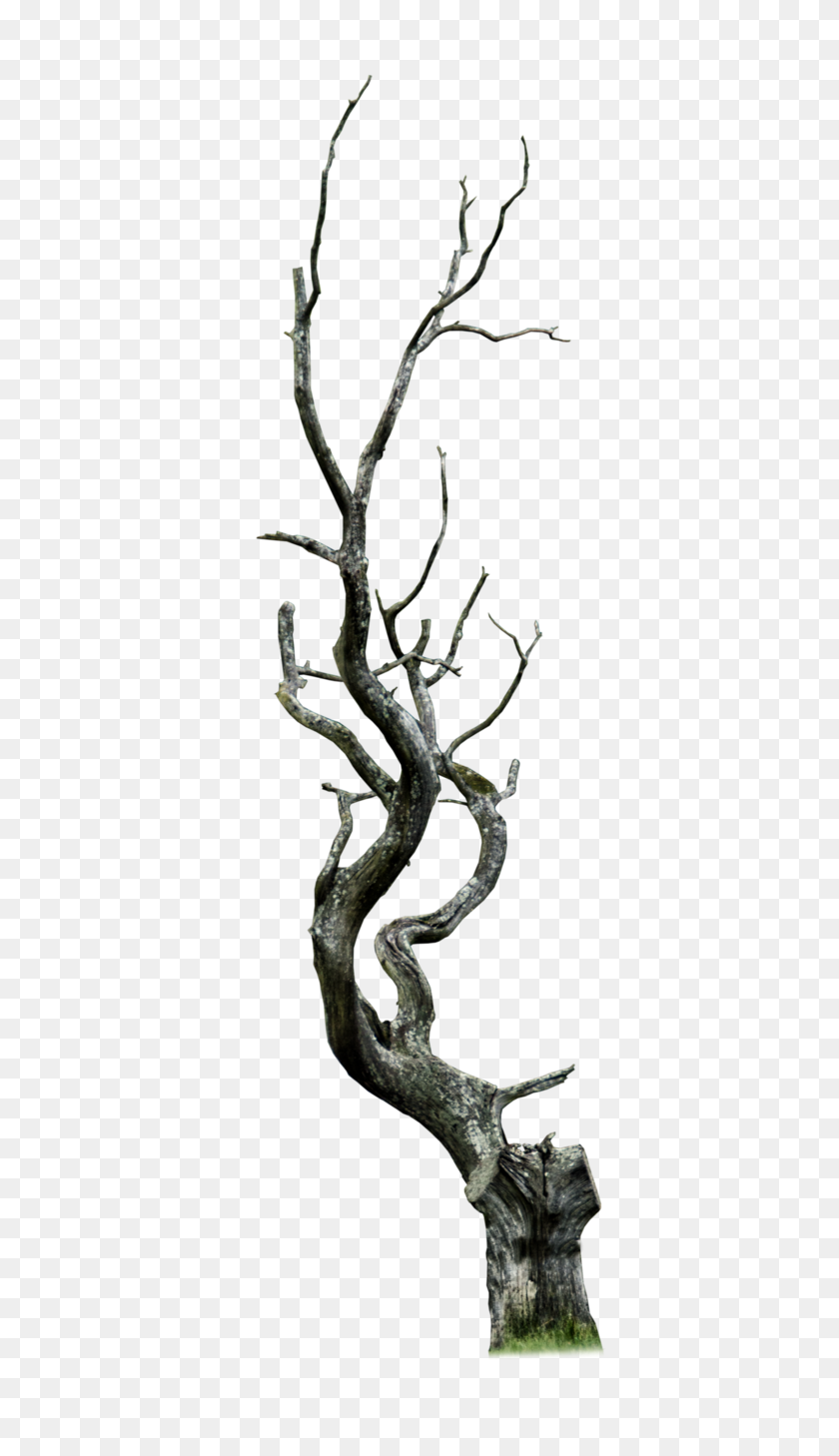 571x1398 Baredead Trees - March Winds Clipart