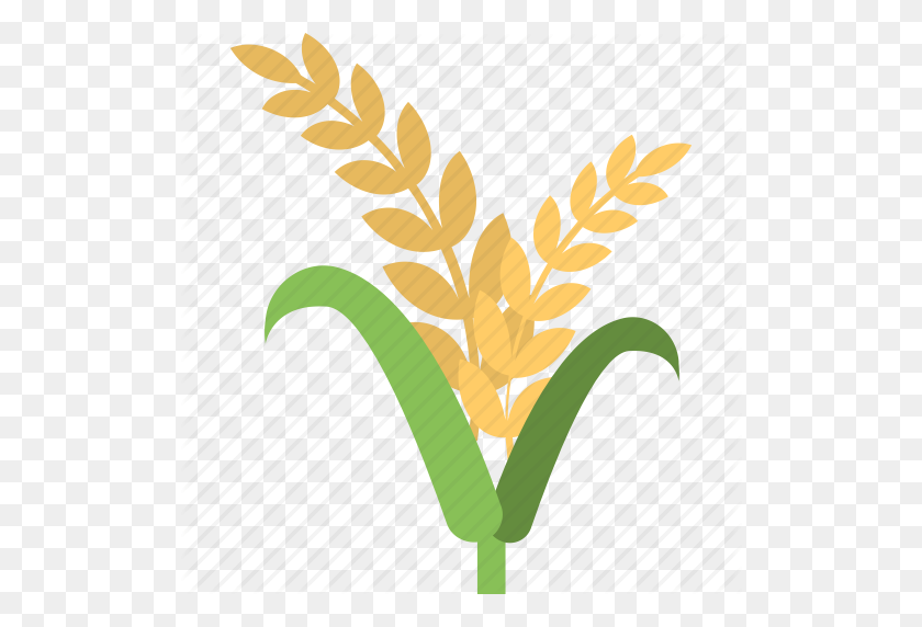512x512 Barley Ear, Organic Farming, Rye, Wheat, Whole Grains Icon - Barley PNG