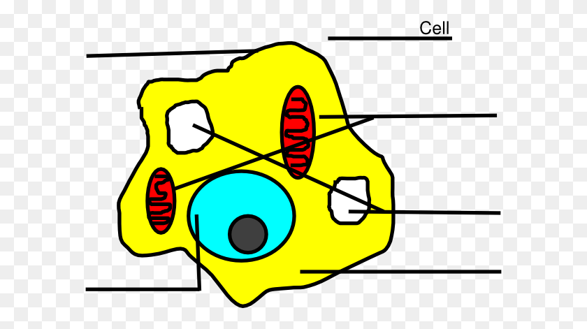 600x411 Basic Animal Cell Without Labels Clip Art - Cytoskeleton Clipart