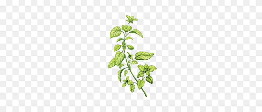 300x300 Basil Chrysanthemum Tea For Headache And Stress - Herbs PNG
