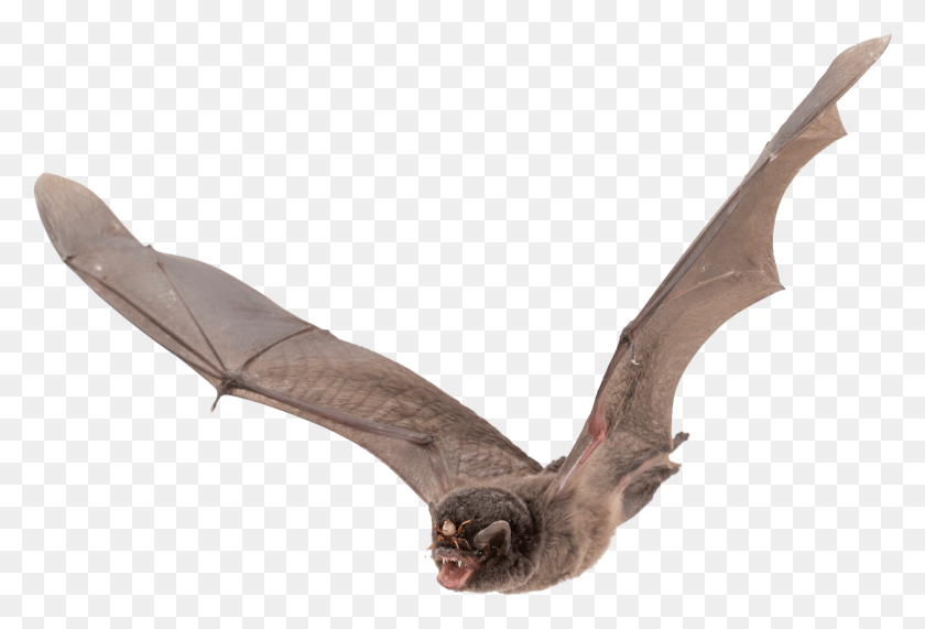 1675x1098 Bat Large Wings Transparent Png - Bird Wings PNG