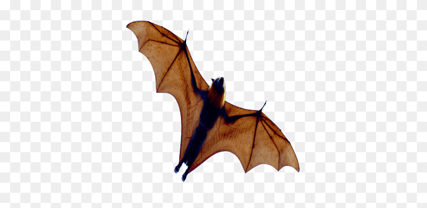 350x350 Bat Png - Bat Wings PNG