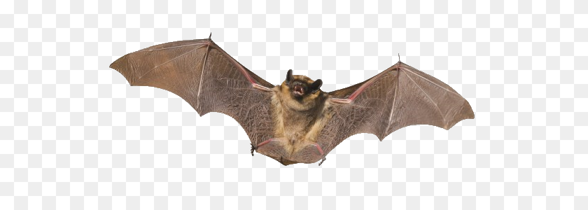 574x240 Bat Png Images Free Download - Bats PNG