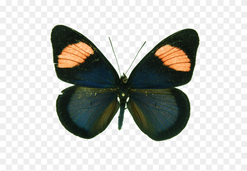 3872x2592 Batesia Hypochlora - Moth PNG