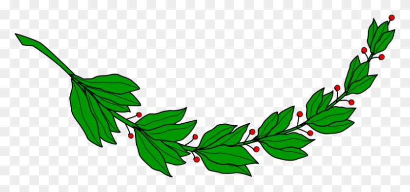793x340 Bay Laurel Leaf Laurel Wreath Branch Roman Triumph - Holly Leaves Clipart