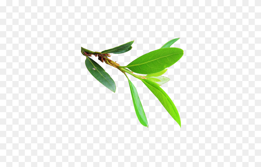 476x476 Bay Leaf - Eucalyptus PNG