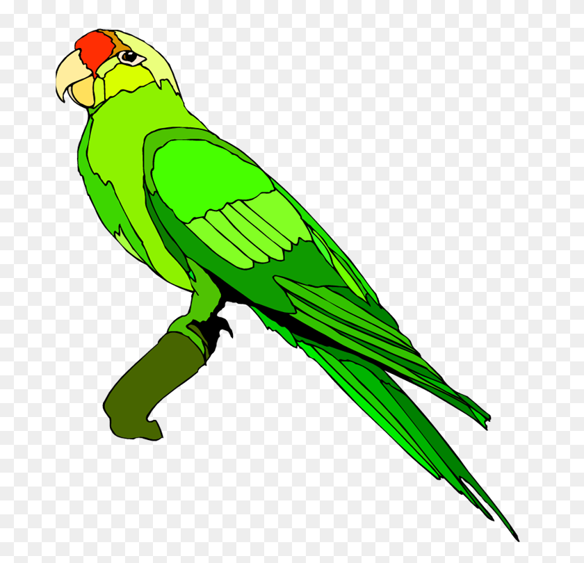679x750 Beak Clipart Green Parrot - Fix It Clipart