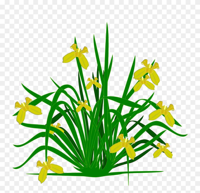 750x750 Bearded Iris Flowering Plant Plants Shrub - Honeysuckle Clipart