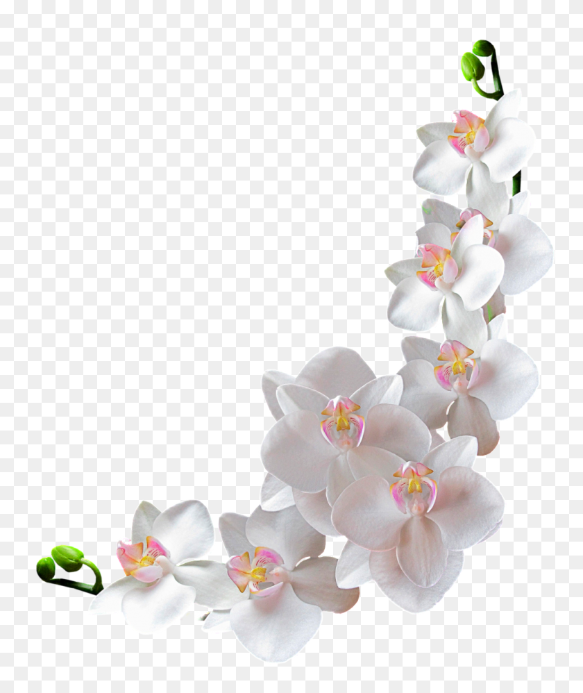 1024x1232 Beautiful And Elegant Bunch Of Orchids Transparent Free Png - PNG Orchids