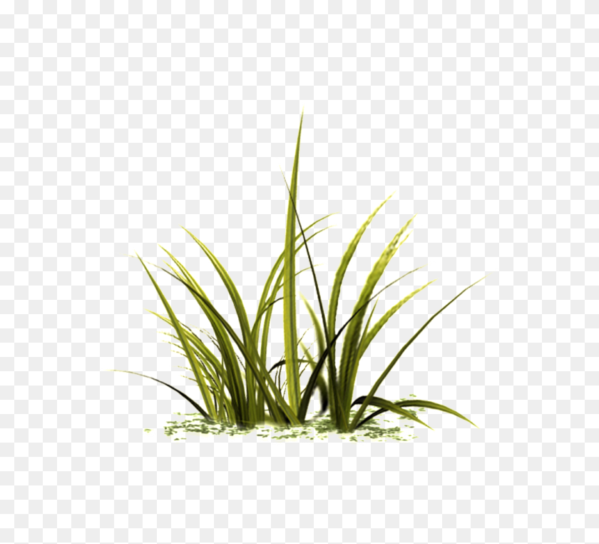 1024x922 Beautiful Grass Transparent Free Png Download Png Vector - Lemongrass PNG