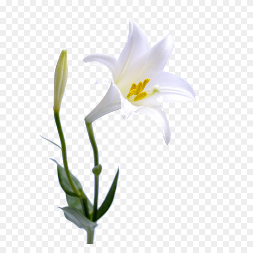 1024x1024 Beautiful Lily Free Png Download Png Vector - Lily Flower PNG
