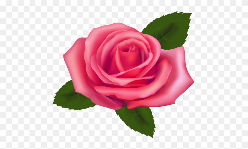 500x444 Png Розовая Роза Клипарт