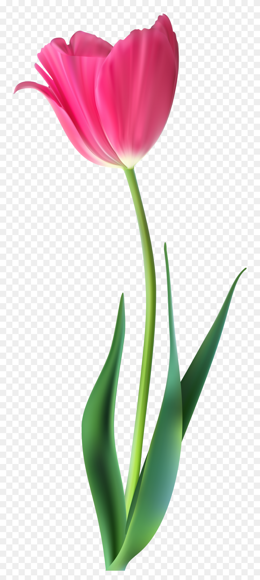 3437x8000 Beautiful Pink Tulip Decorative Png Clip Gallery - Tulip PNG