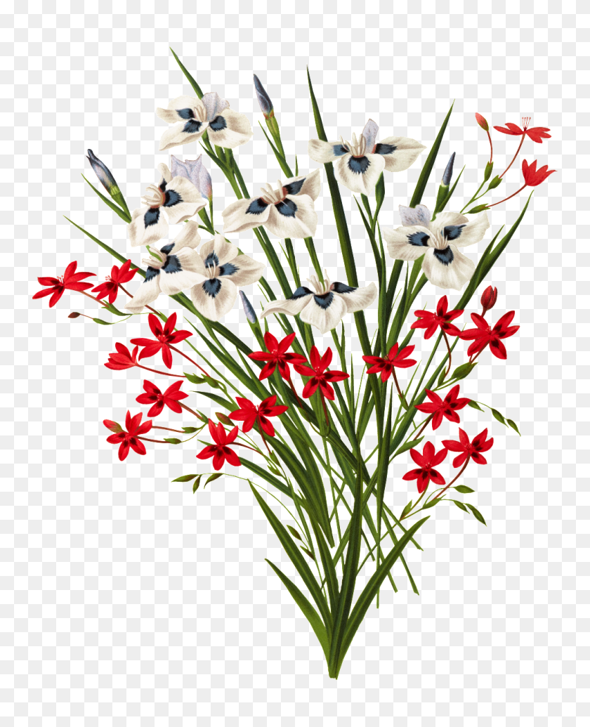 1024x1280 Beautiful Red And White Blooming Flowers Png Free Png Download - White Flower PNG