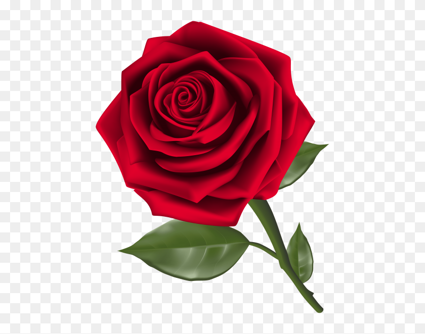 480x601 Hermosa Rosa Roja Png - Rosa Roja Png