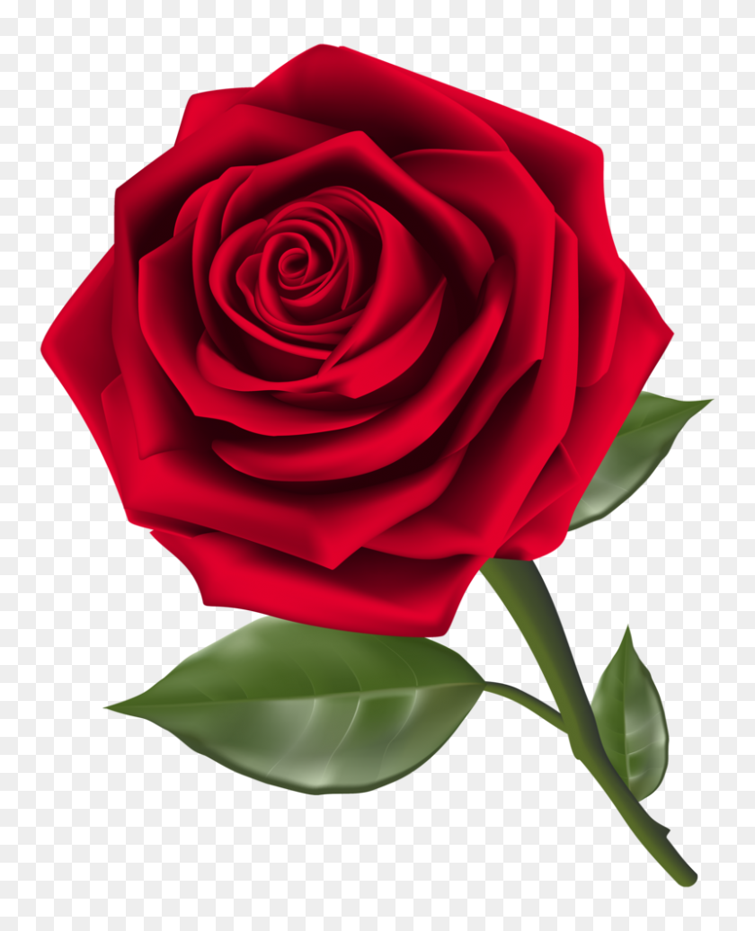 799x1000 Красивая Красная Роза Png Клипарт - Лепесток Розы Png