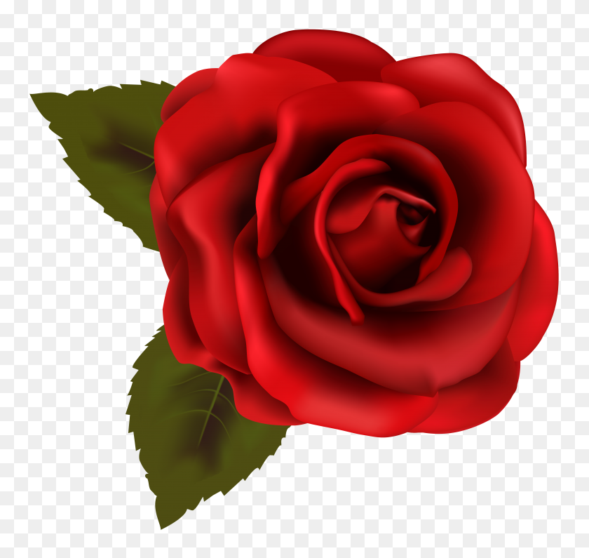 6904x6511 Hermosa Rosa Roja Png Clipart Gallery - Rose Clipart