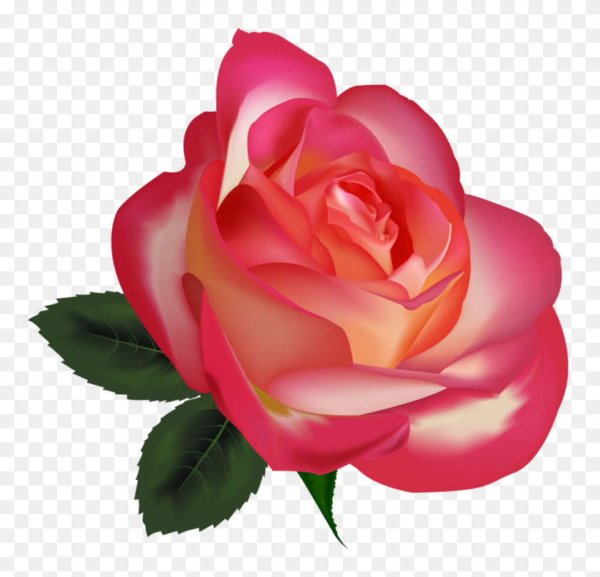 1000x960 Красивая Роза Png Clipartimage - Лепесток Розы Png