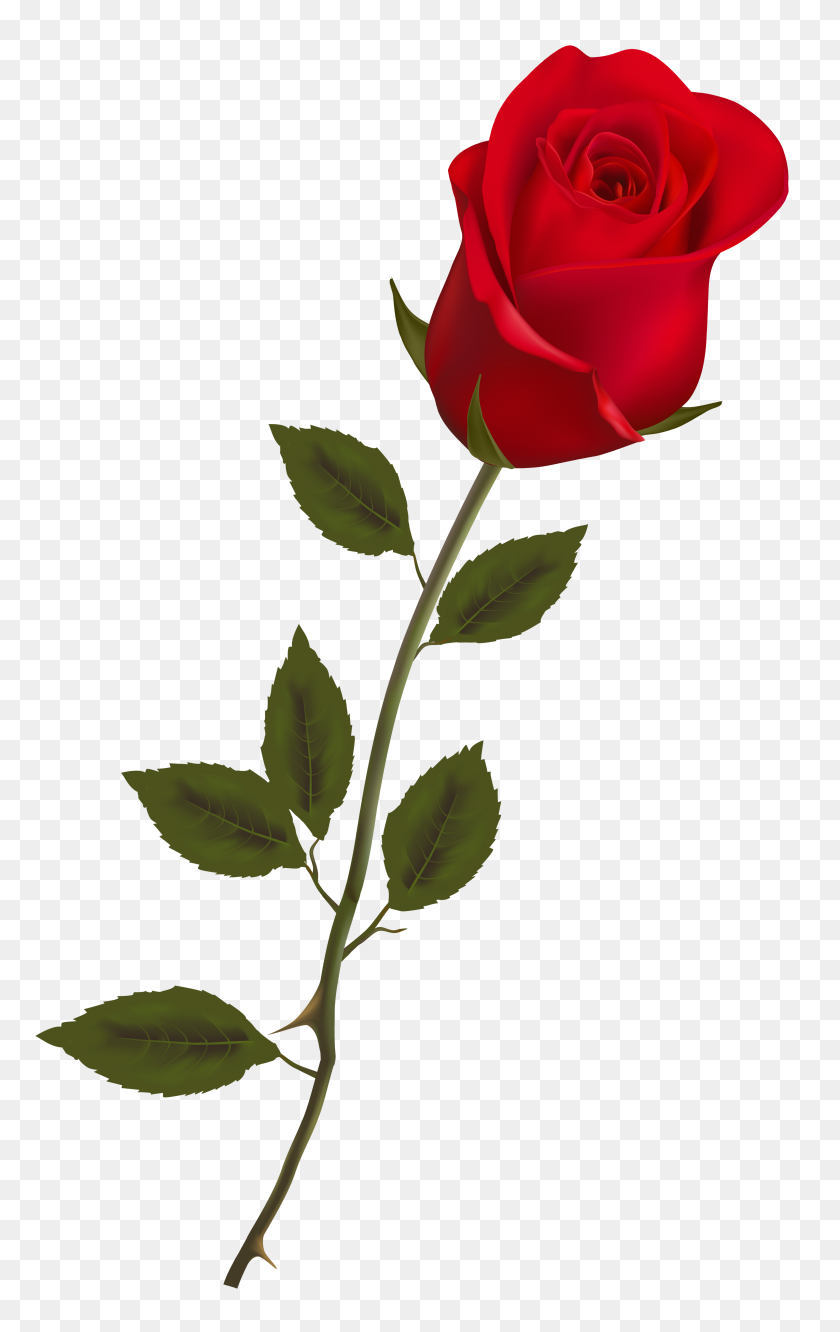 3064x5000 Beautiful Stem Red Rose Png Clipart - Rose Clipart PNG